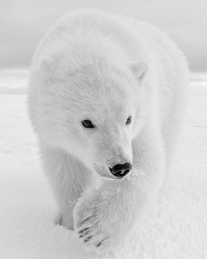 DEOS Impact Areas, Polar Bear
