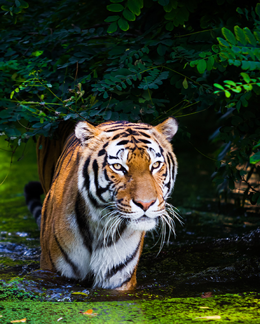 Image of a tiger in a vibrant green jungle