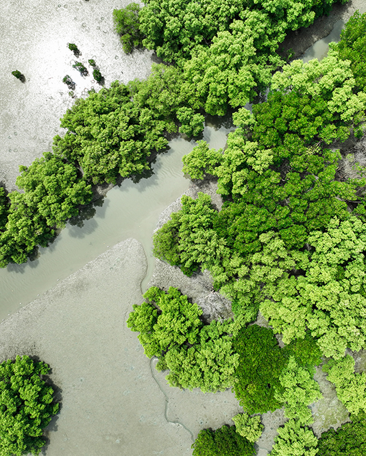 Aerial image of a lush green wooded area with some small herd animals walking in distance